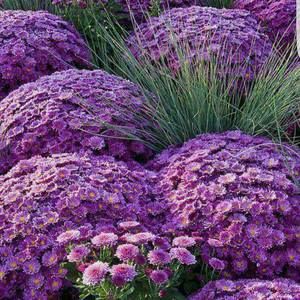 Meet your Posher, Carolyn